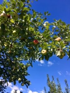 9-29-16-event-apple-tree