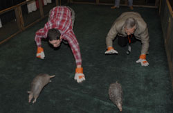 Armadillo Races